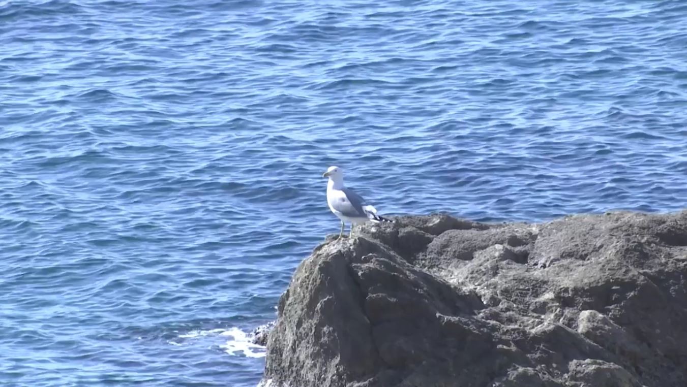Uzorci mora na svim plažama odgovarali su uvjetima Uredbe o kakvoći mora za kupanje (NN 73/08).